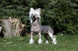 CHIEN NU CHINOIS 034